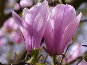 magnolia-pink-spring-blossom-329391.jpg