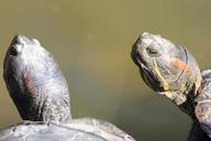 turtle-nature-florida-turtles-pond-455412.jpg