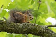 squirrel-animal-wild-nature-667555.jpg