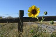 flower-wild-nature-desert-yellow-1471336.jpg