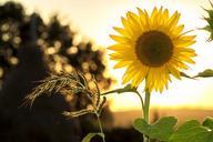 sunflower-sun-summer-yellow-nature-1127174.jpg