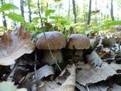 fungus-cep-boletus-collection-pick-996741.jpg