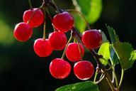 cherries-cherry-branch-fruit-red-826113.jpg