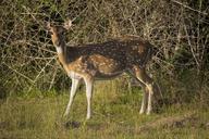 deer-mammal-animal-brown-wildlife-260489.jpg