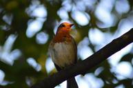 robin-bird-red-robin-185448.jpg