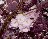 cherry-blossoms-blossom-bloom-302162.jpg