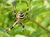 spider-web-nature-animals-spring-251201.jpg