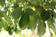 avocado-tree-branch-growing-leaf-1396986.jpg