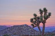 Joshua_tree_at_sunset.jpg