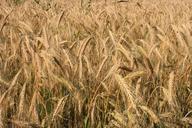 agriculture-cereals-curved-ears-87761.jpg