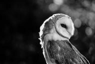 barn-owl-predator-bird-bird-of-prey-1180259.jpg