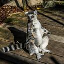 lemur-portrait-cuddly-cute-furry-451123.jpg