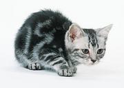 silver-grey-tabby-cat.jpg