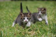 cats-kittens-animals-feline-animal-482886.jpg