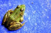 frog-amphibian-vivid-nature-499404.jpg