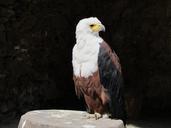 bald-eagle-american-eagle-eagle-744335.jpg