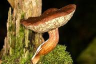 mushroom-forest-chestnut-macro-578318.jpg