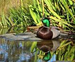 mallard-duck-reflection-bird-539899.jpg