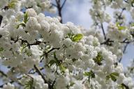 cherry-blossoms-blossom-white-728150.jpg