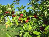 apple-september-blue-sky-apple-tree-1140747.jpg