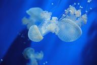 jellyfish-ocean-sea-blue-nature-164208.jpg