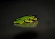 frog-wildlife-green-small-425156.jpg