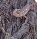 chameleon-closeup-camouflage-eye-444628.jpg