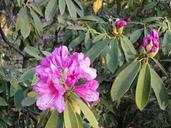 rhododendron-spring-flowers-107713.jpg