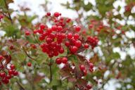 berries-nature-macro-red-91835.jpg