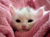 kitten-cat-fluffy-cat-cute-animals-227011.jpg