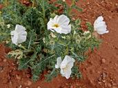 wildflower-mexican-poppy-flower-53712.jpg