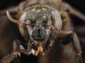 bee_09856e08,m,_thailand,_face_2014-08-09-11.29.35_ZS_PMax.jpg