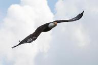 adler-bald-eagle-flight-bird-1580368.jpg