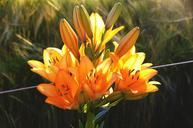 lilies-orange-blossom-bloom-384977.jpg