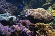 aquarium-fish-reef-coral-291496.jpg