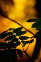 ferns-plant-sunset-nature-forest-776899.jpg