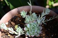 succulents-wall-thickness-plant-928182.jpg