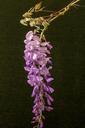 blossom-bloom-blue-rain-wisteria-764650.jpg