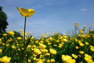 buttercup-blossom-bloom-yellow-450895.jpg