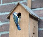 bird-pimpelmeesje-birdhouse-953720.jpg