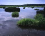 Swamp vegetation.jpg