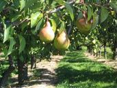 pear-tree-orchard-fruit-branch-419187.jpg