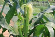 corn-stalks-corn-ears-corn-silk-833463.jpg