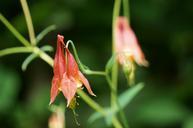 Wildflowers-of-Shenandoah.jpg