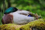 duck-sleep-burd-animal-fauna-650484.jpg