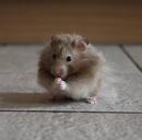 hamster-nager-rodent-animal-close-1574876.jpg