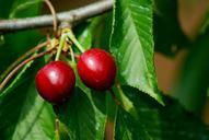 cherries-cherry-red-fruits-793761.jpg