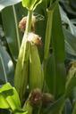 corn-on-the-cob-fodder-maize-corn-421947.jpg