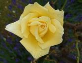 yellow-rose-garden-close-beaded-815897.jpg