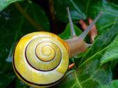 snail-copse-snail-shell-animal-7732.jpg